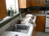 skipper 2months with us.jpg