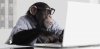 Monkey Business.jpg