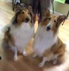 Dogs in Black Mountain 2015.jpg