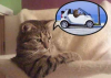 cat-car.png