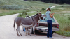 Wag_235554.png