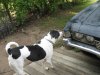 wagon_pics_016.jpg