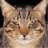 straycat12